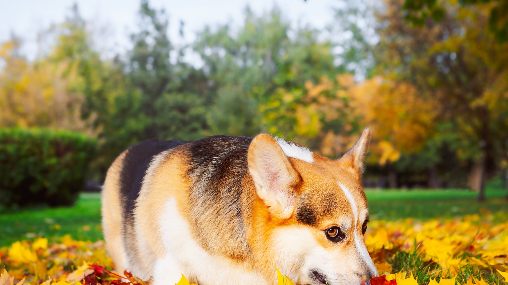 A Corgi dog in a patch of Fall leaves