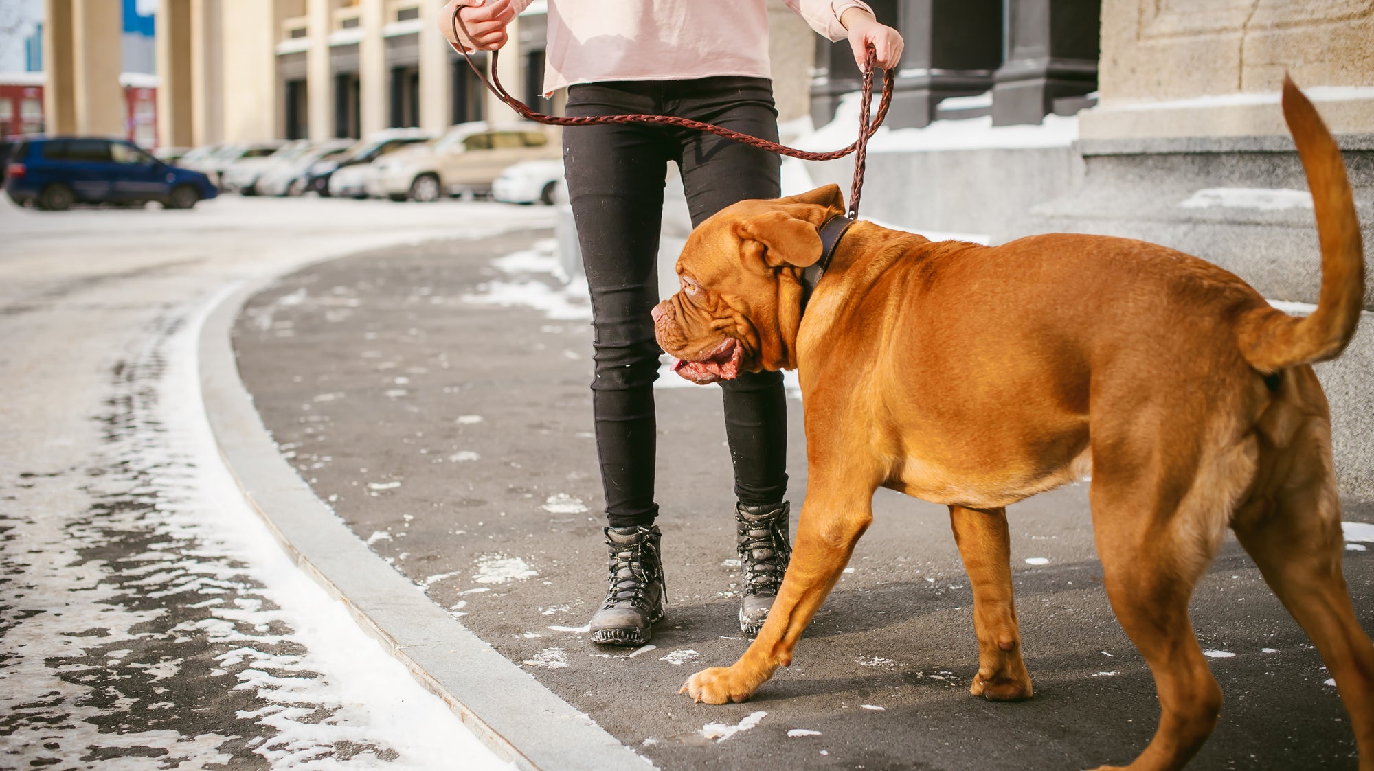 a woman walking a dog in the winter