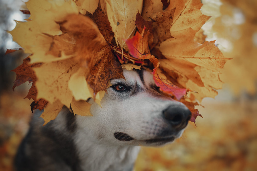 a Husky dog with leaves around its head