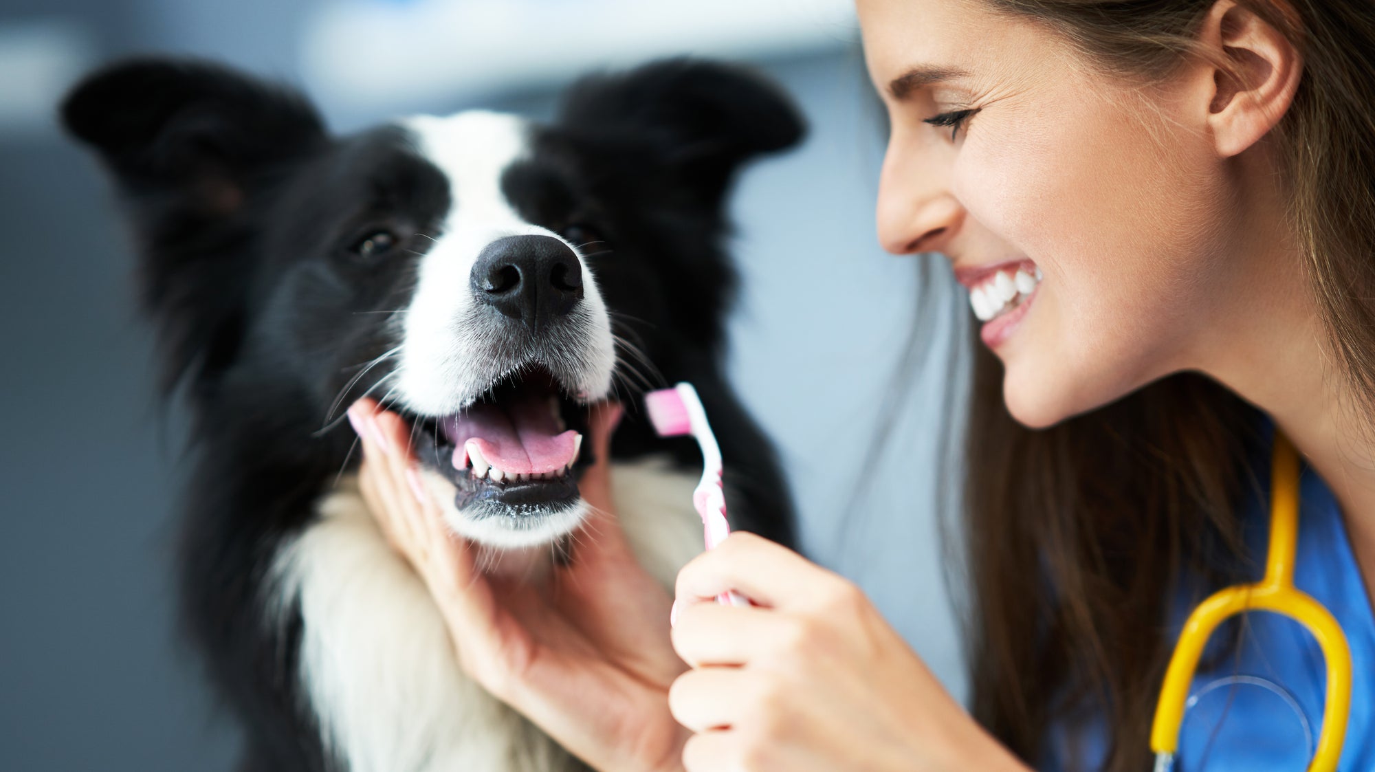 A vet brushing a border collie's teeth