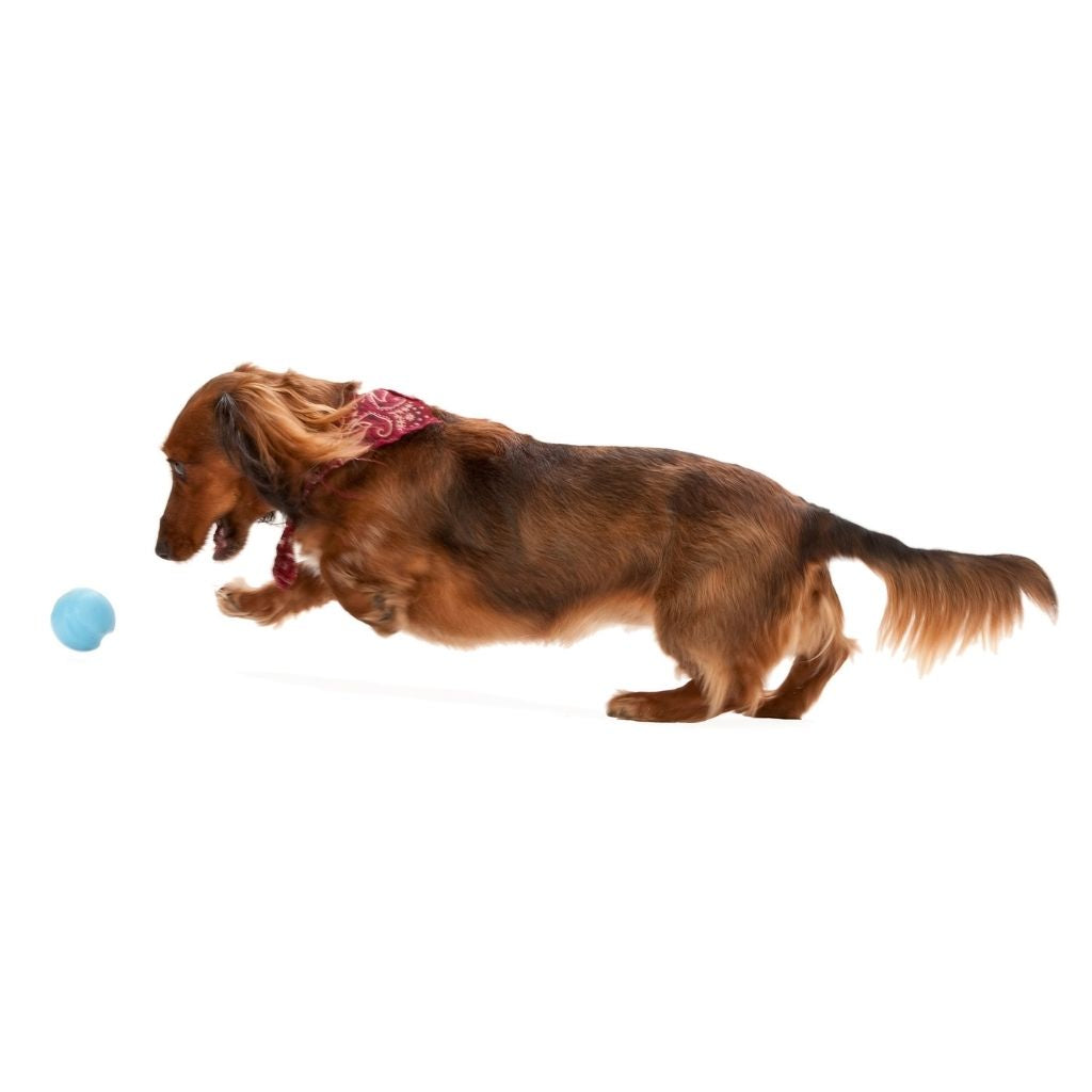 West Paw Jive Dog Toy 3