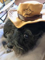 Halloween Pet Costumes