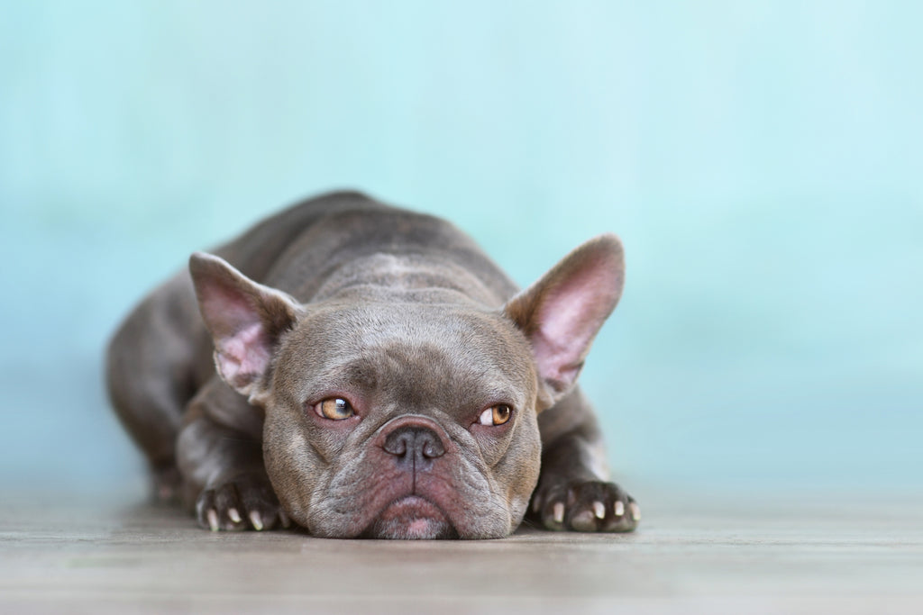 a gray colored frenchie dog laying on a floor looking sad