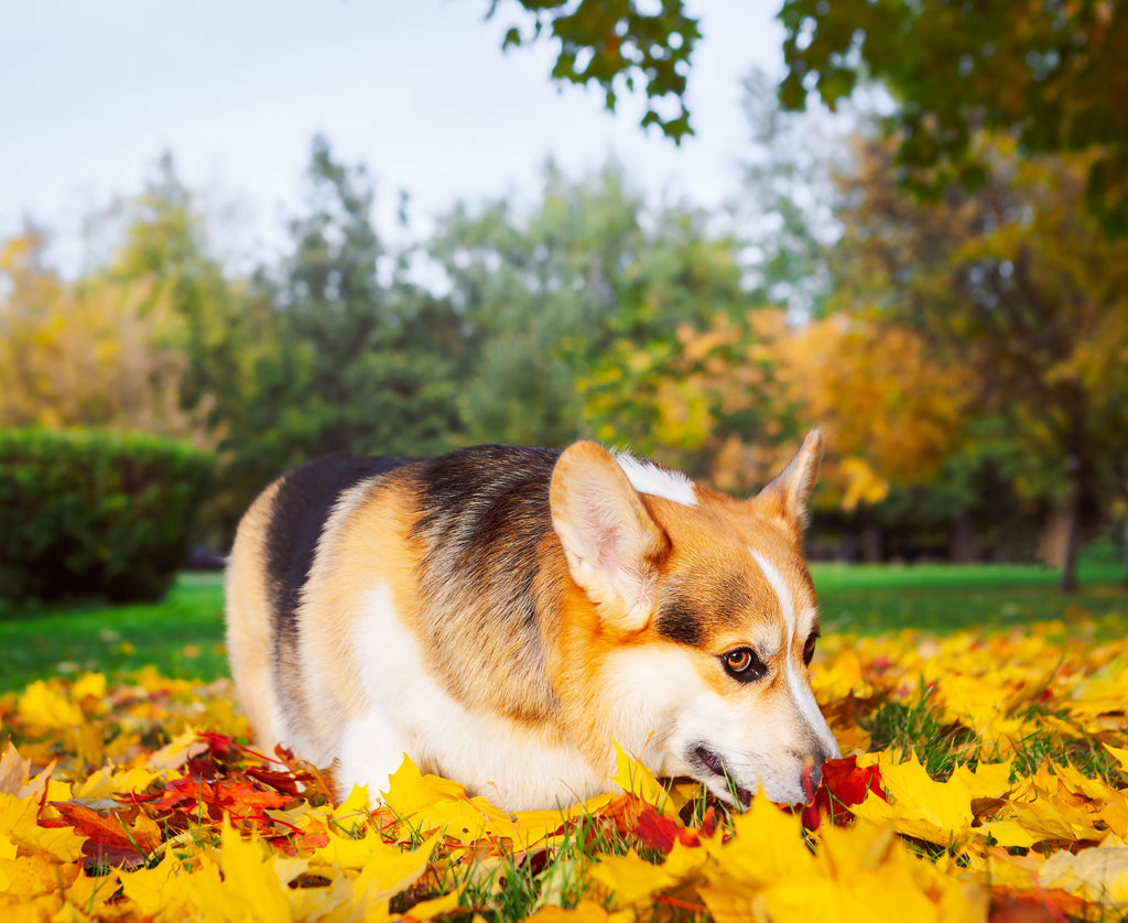 A Corgi dog in a patch of Fall leaves