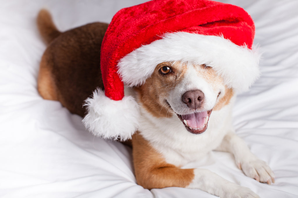 Cute puppy with a Santa Hat