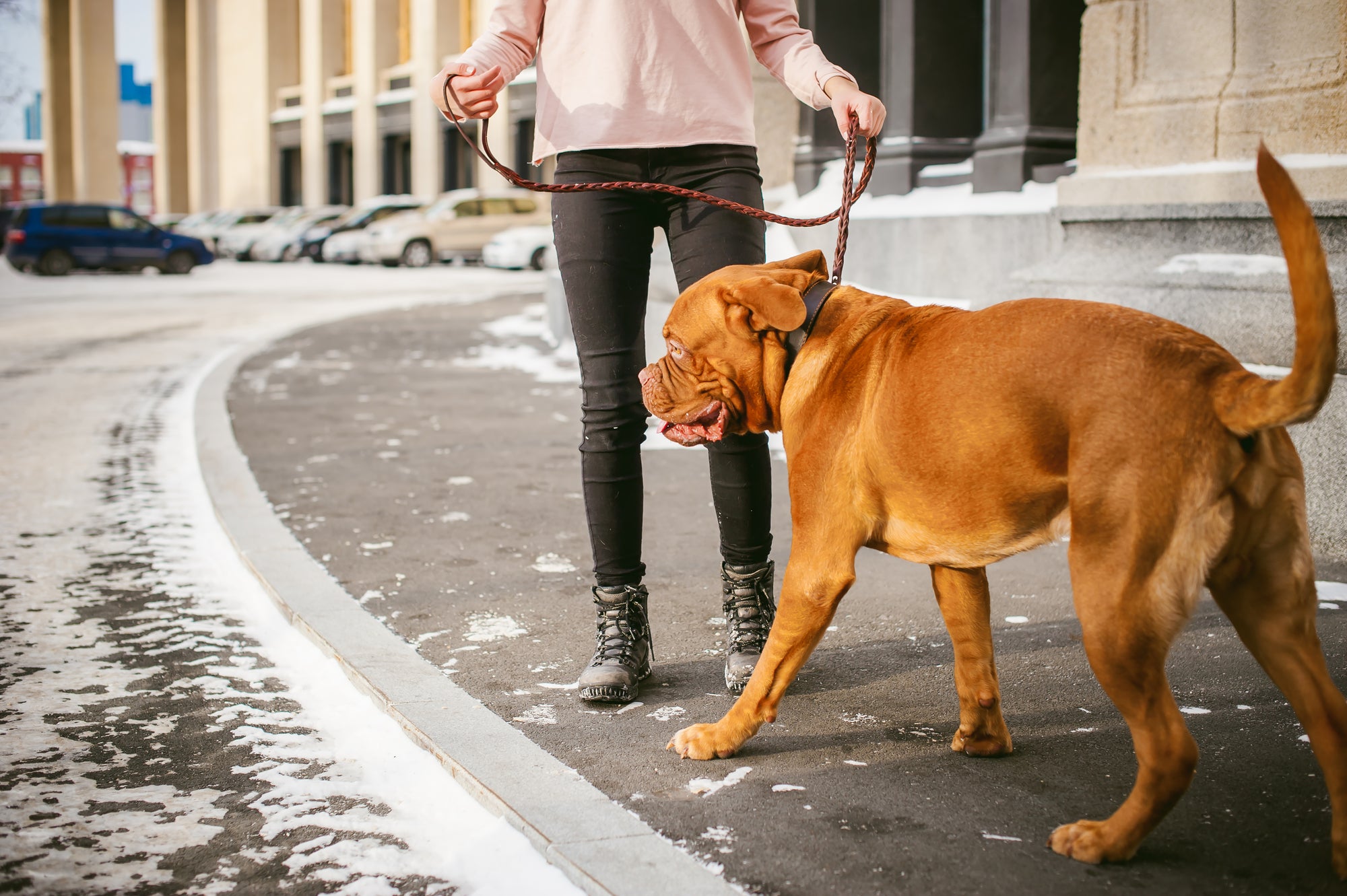 a woman walking a dog in the winter