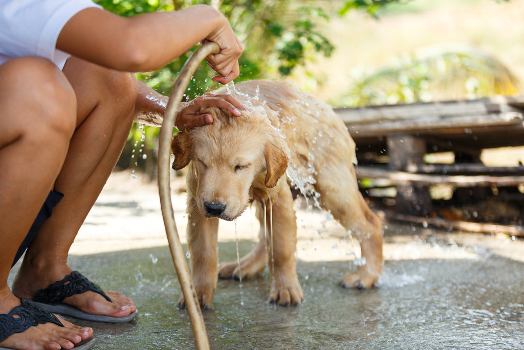 Heatstroke in Dogs: 10 ways to prevent your dog from overheating in summer