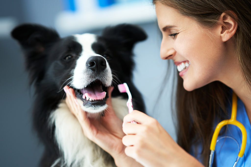 A vet brushing a border collie's teeth