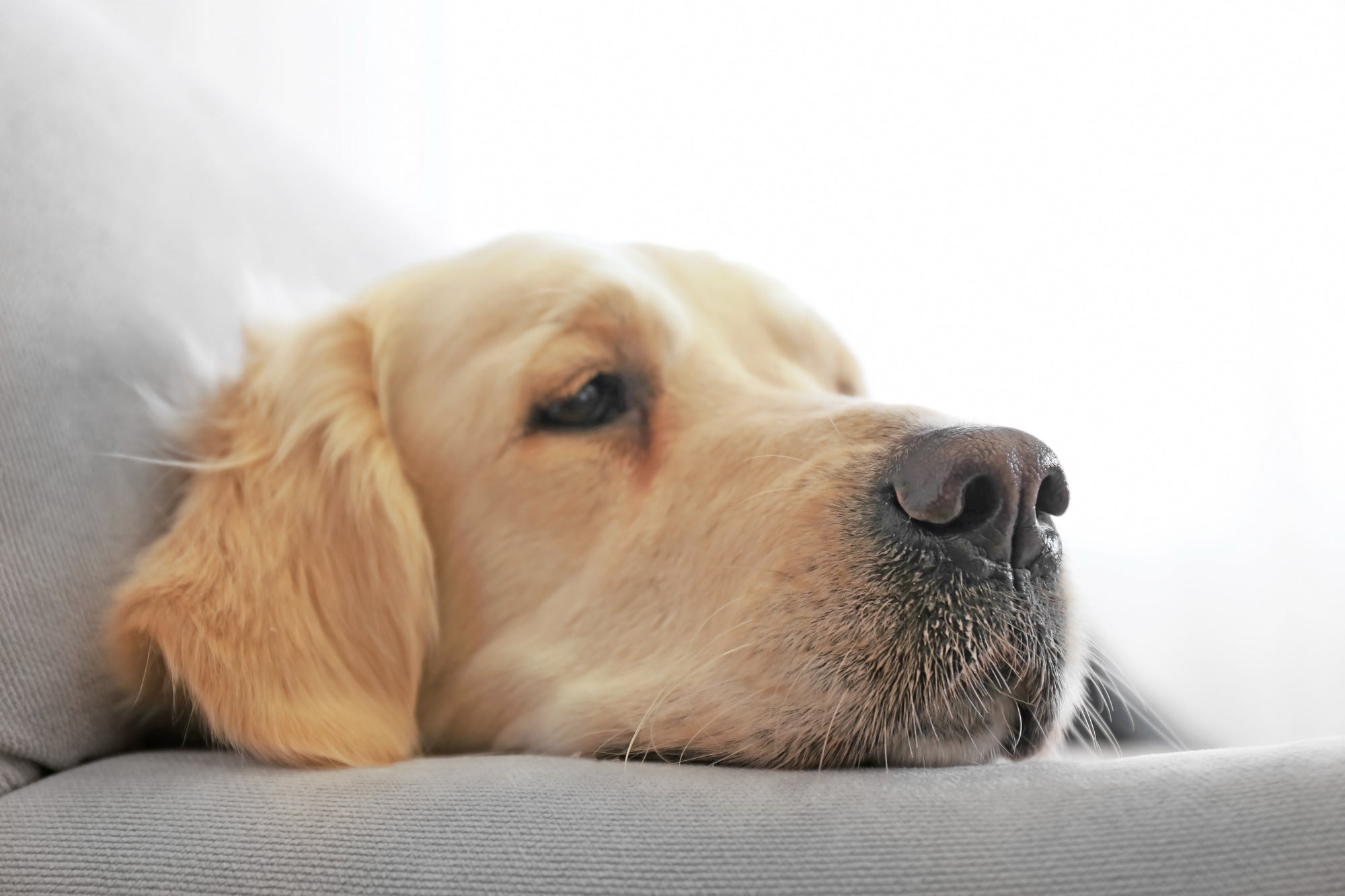 yellow labrador dog laying on a bed