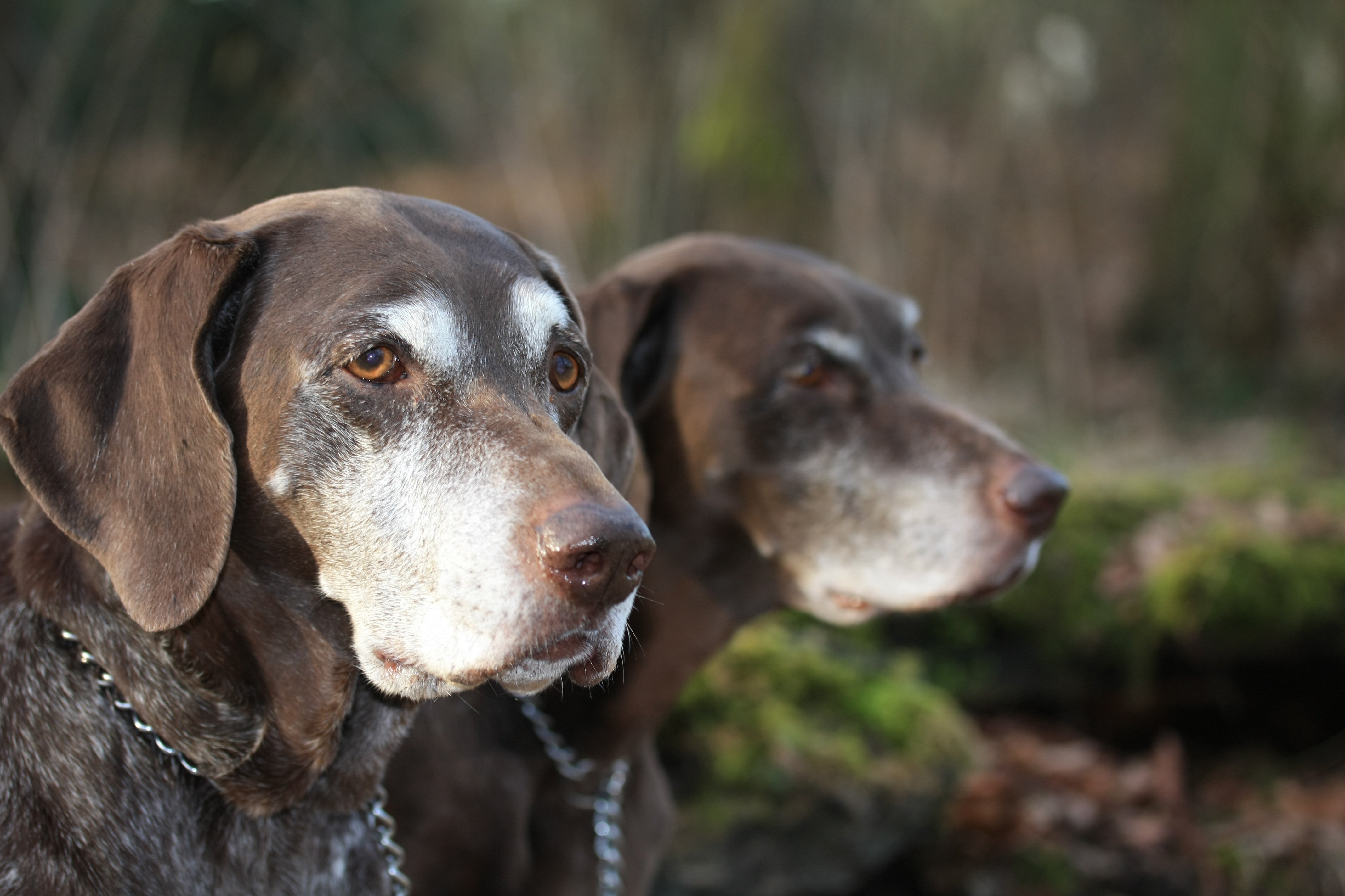 2 grey muzzle dogs outside