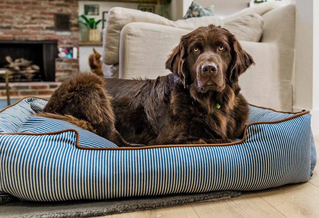 PLAY Pet Products Manhattan Tribeca dog bed with large dog