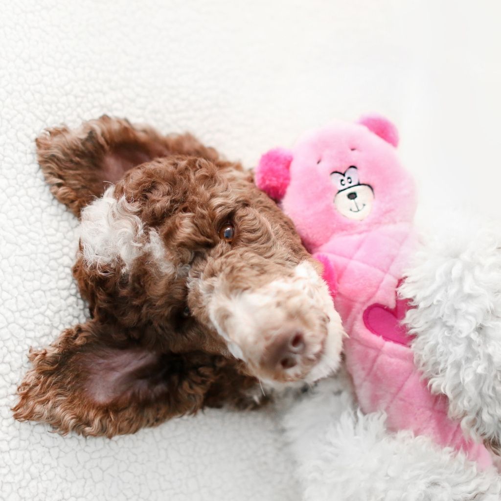 ZippyPaws Jigglerz Stuffless Dog Toy Pink Bear 3