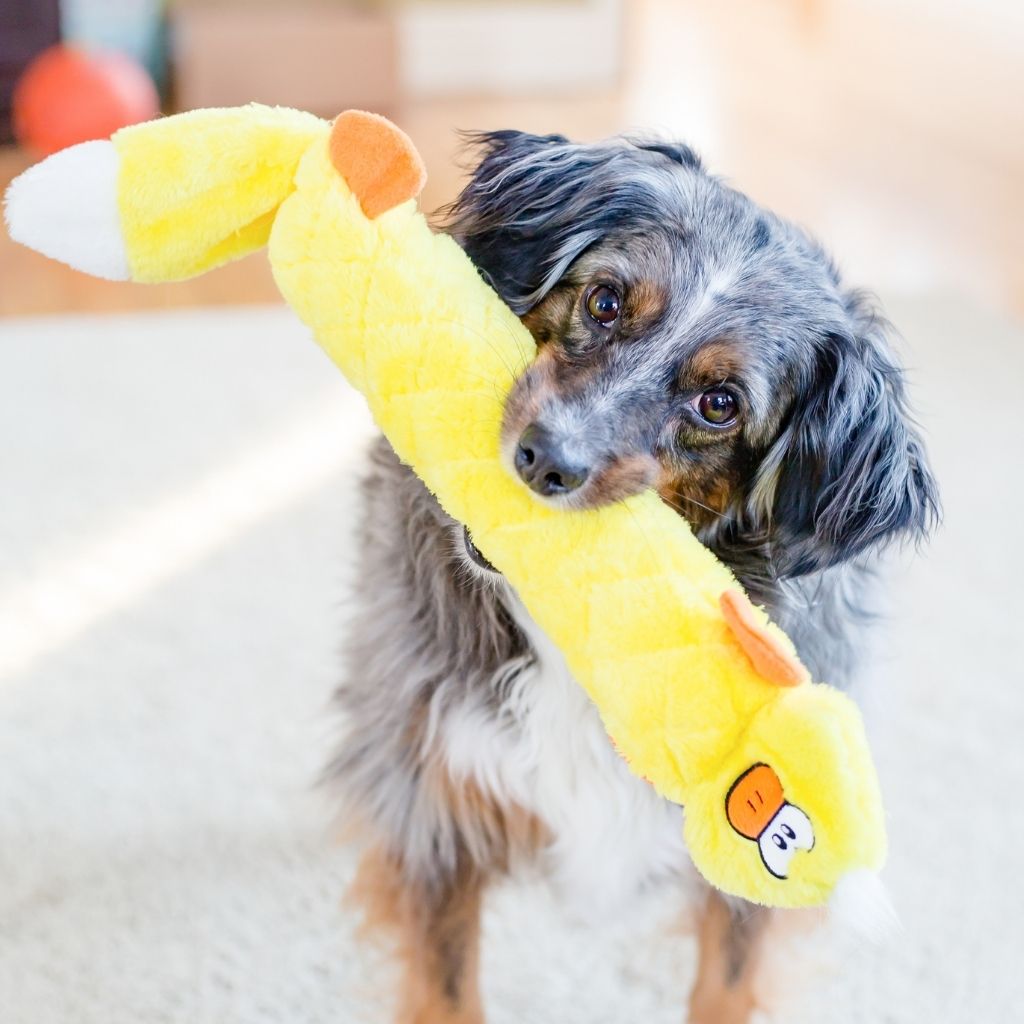ZippyPaws Jigglerz Stuffless Dog Toy Duck 2
